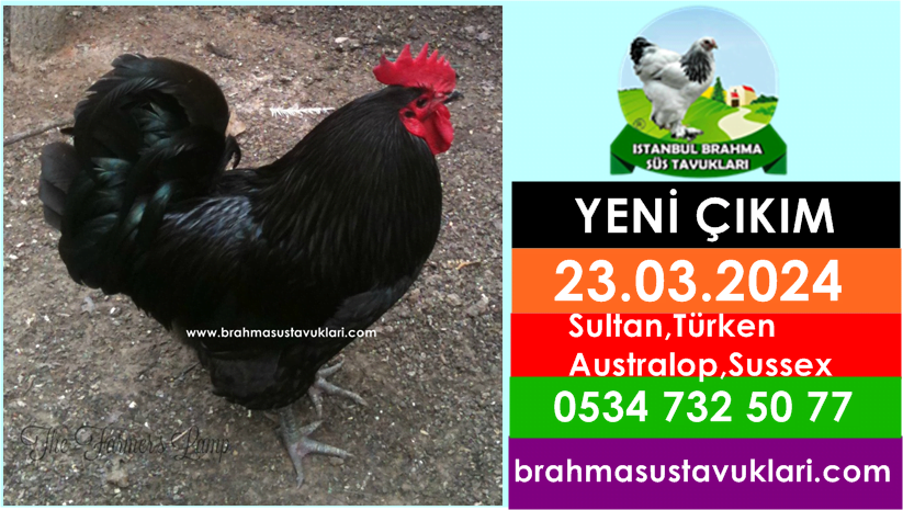 Kuluckaciniz.com Kuluçkalık Yumurta Ve Civciv İstanbul