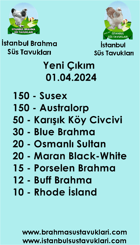 Kuluckaciniz.com Kuluçkalık Yumurta Ve Civciv İstanbul