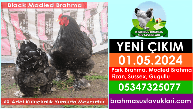 Kuluckaciniz.com Kuluçkalık Yumurta Ve Civciv İstanbul