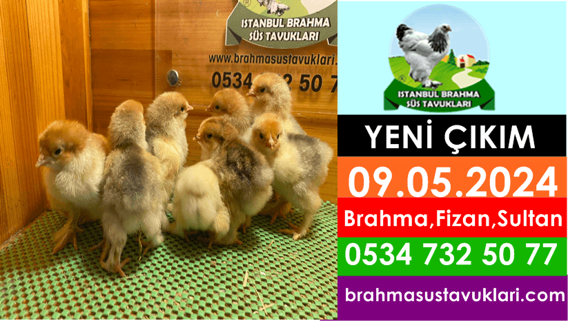 Kuluckaciniz.com Kuluçkalık Yumurta Ve Civciv İstanbul