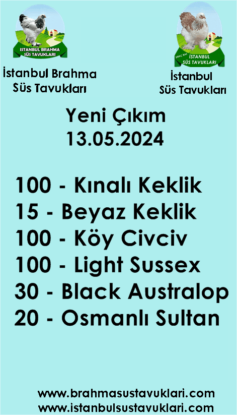 Kuluckaciniz.com Kuluçkalık Yumurta Ve Civciv İstanbul
