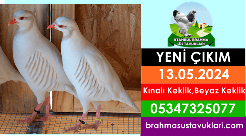 Kuluckaciniz.com Kuluçkalık Yumurta Ve Civciv İstanbul