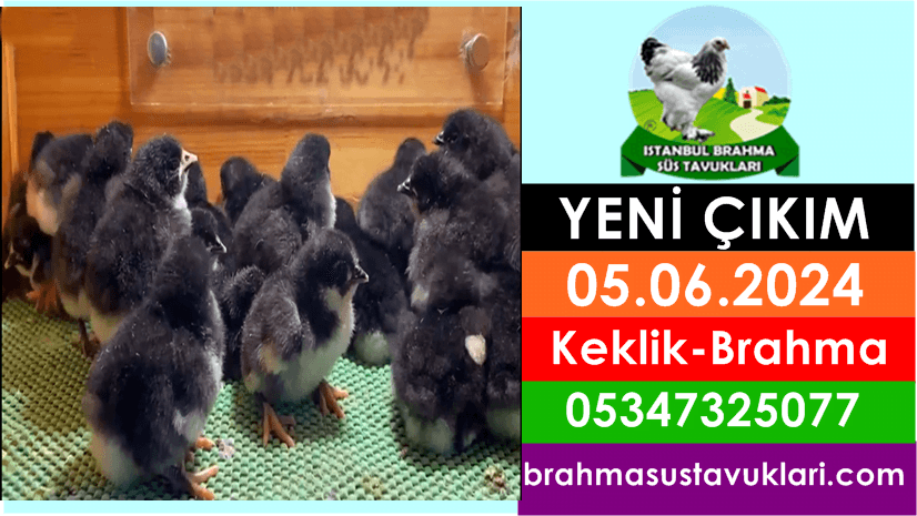 Kuluckaciniz.com Kuluçkalık Yumurta Ve Civciv İstanbul