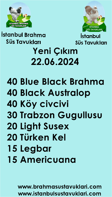 Kuluckaciniz.com Kuluçkalık Yumurta Ve Civciv İstanbul