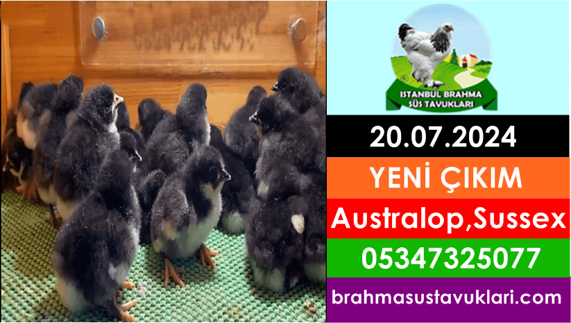 Kuluckaciniz.com Kuluçkalık Yumurta Ve Civciv İstanbul