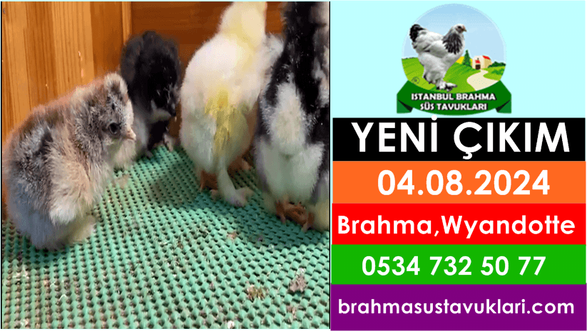 Kuluckaciniz.com Kuluçkalık Yumurta Ve Civciv İstanbul