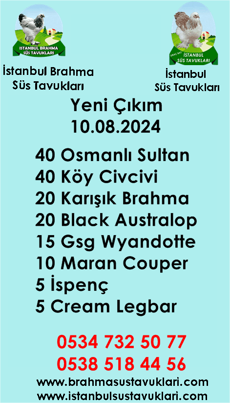 Kuluckaciniz.com Kuluçkalık Yumurta Ve Civciv İstanbul