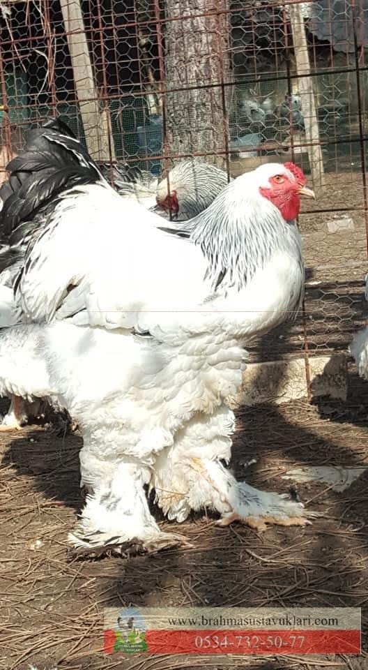 Kuluckaciniz.com Kuluçkalık Yumurta Ve Civciv İstanbul