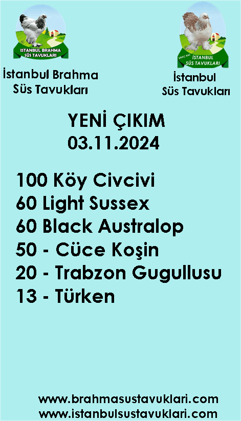 Kuluckaciniz.com Kuluçkalık Yumurta Ve Civciv İstanbul