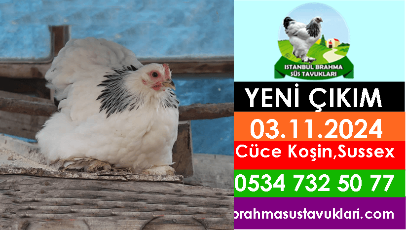 Kuluckaciniz.com Kuluçkalık Yumurta Ve Civciv İstanbul