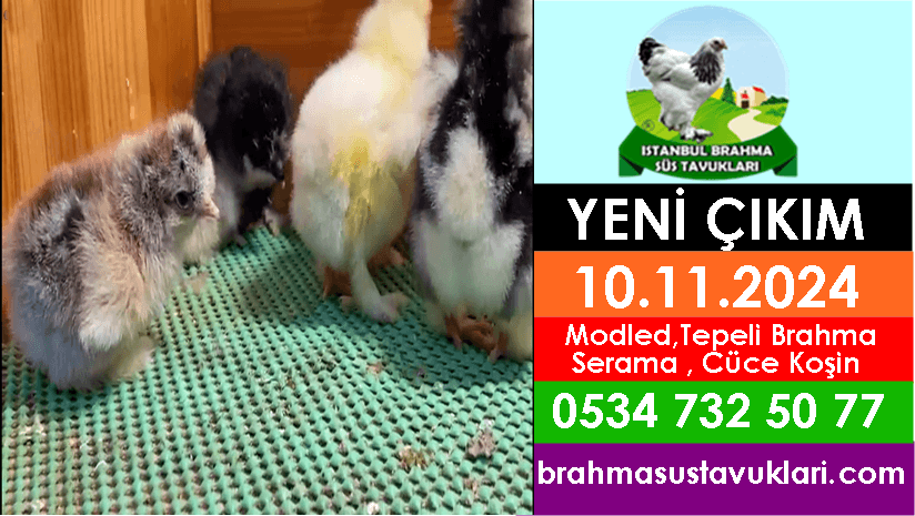 Kuluckaciniz.com Kuluçkalık Yumurta Ve Civciv İstanbul