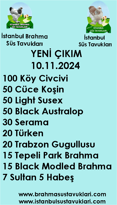 Kuluckaciniz.com Kuluçkalık Yumurta Ve Civciv İstanbul