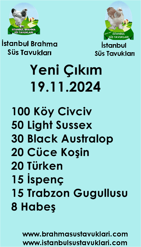 Kuluckaciniz.com Kuluçkalık Yumurta Ve Civciv İstanbul
