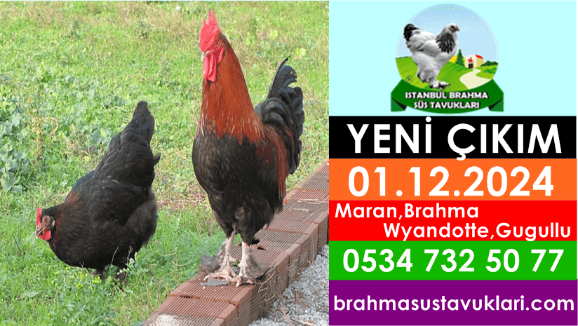 Kuluckaciniz.com Kuluçkalık Yumurta Ve Civciv İstanbul