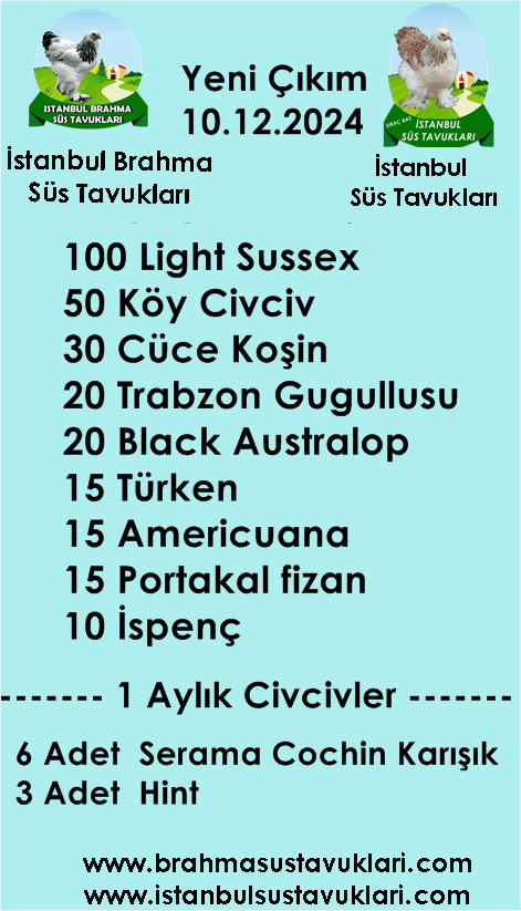 Kuluckaciniz.com Kuluçkalık Yumurta Ve Civciv İstanbul
