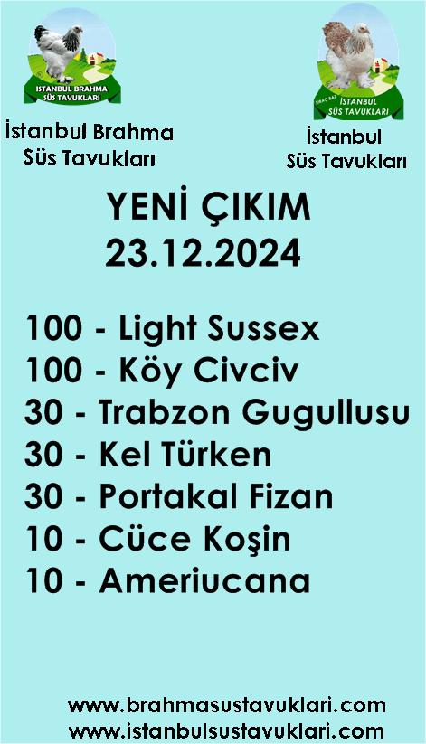 Kuluckaciniz.com Kuluçkalık Yumurta Ve Civciv İstanbul