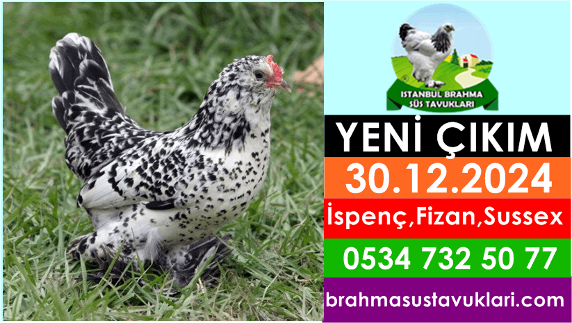 Kuluckaciniz.com Kuluçkalık Yumurta Ve Civciv İstanbul