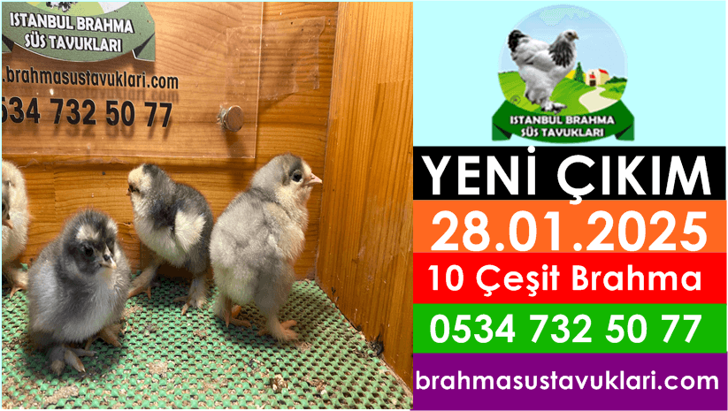 Kuluckaciniz.com Kuluçkalık Yumurta Ve Civciv İstanbul