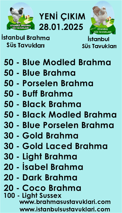 Kuluçkalık Yumurta Ve Süs Tavukları