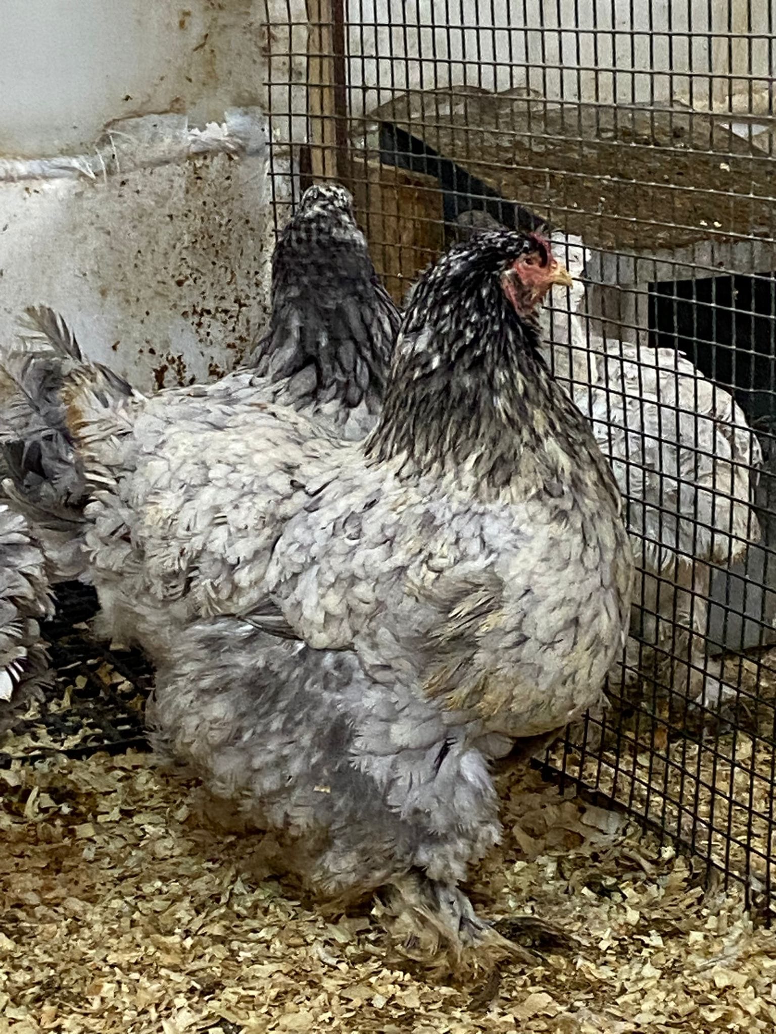 Blue Brahma Kuluçkalık Yumurta