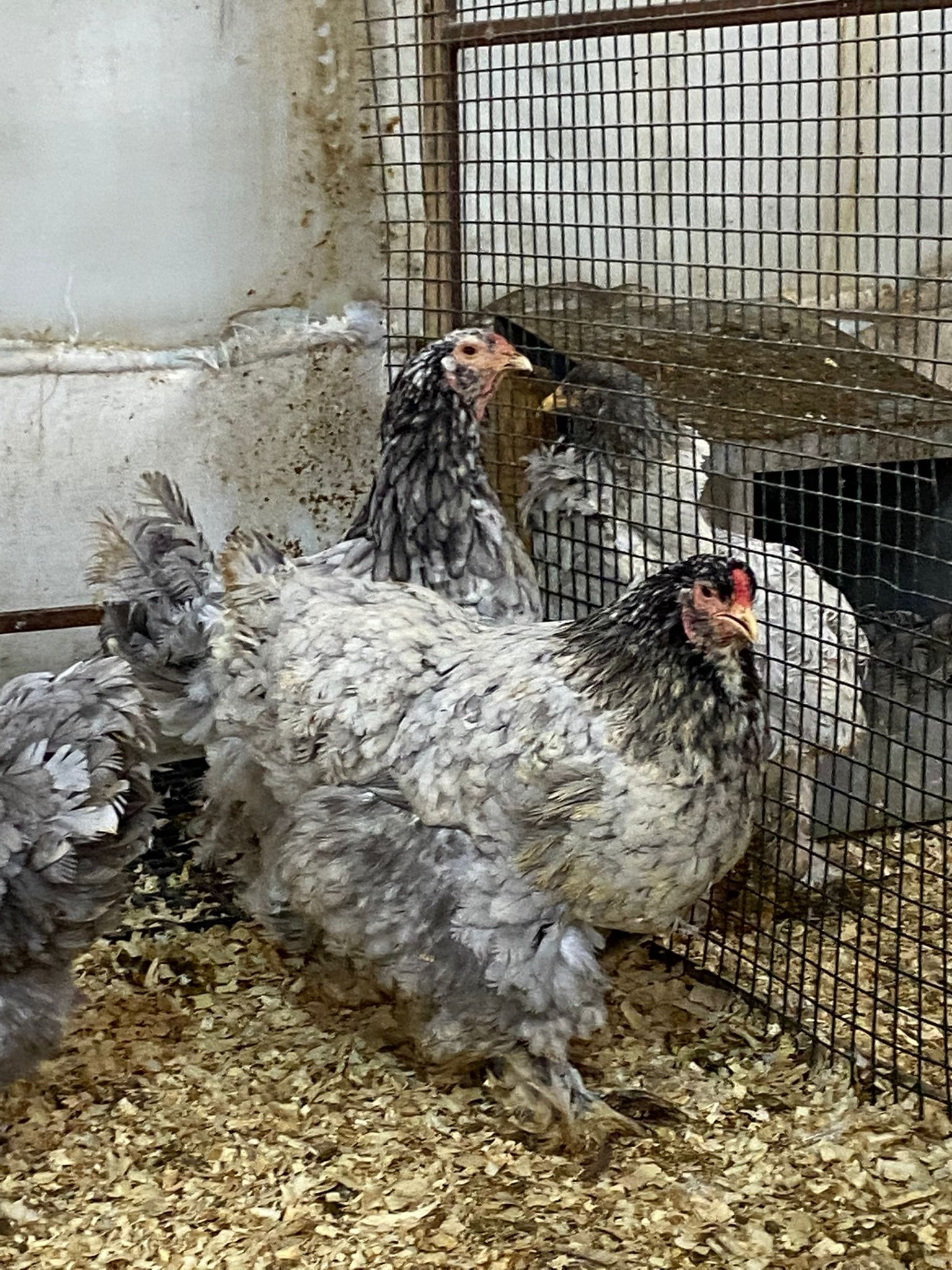 Blue Brahma Kuluçkalık Yumurta