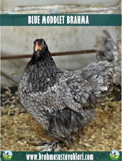 BLUE MODLED BRAHMA