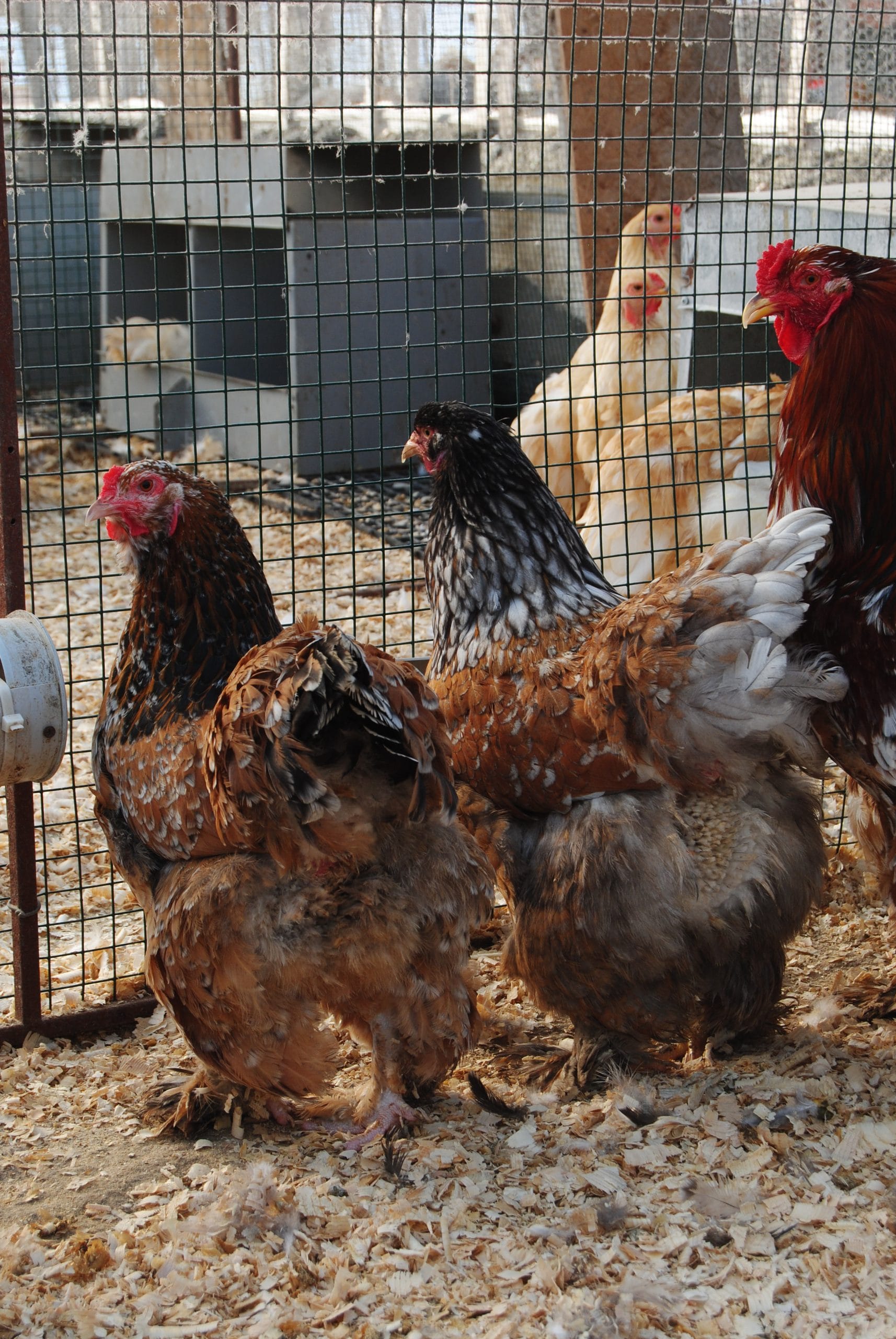 Porselen Brahma Kuluçkalık Yumurta