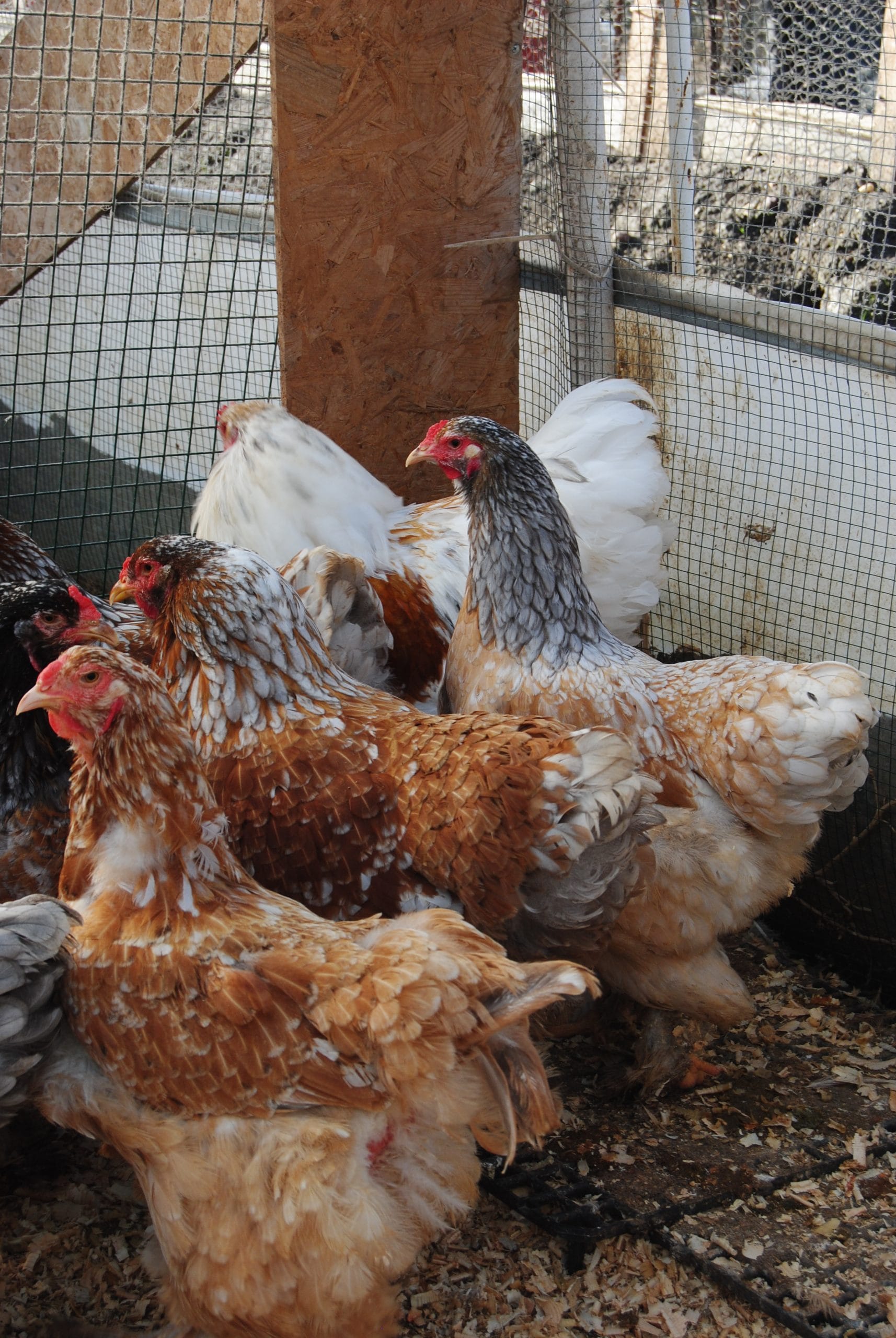 Porselen Brahma Kuluçkalık Yumurta