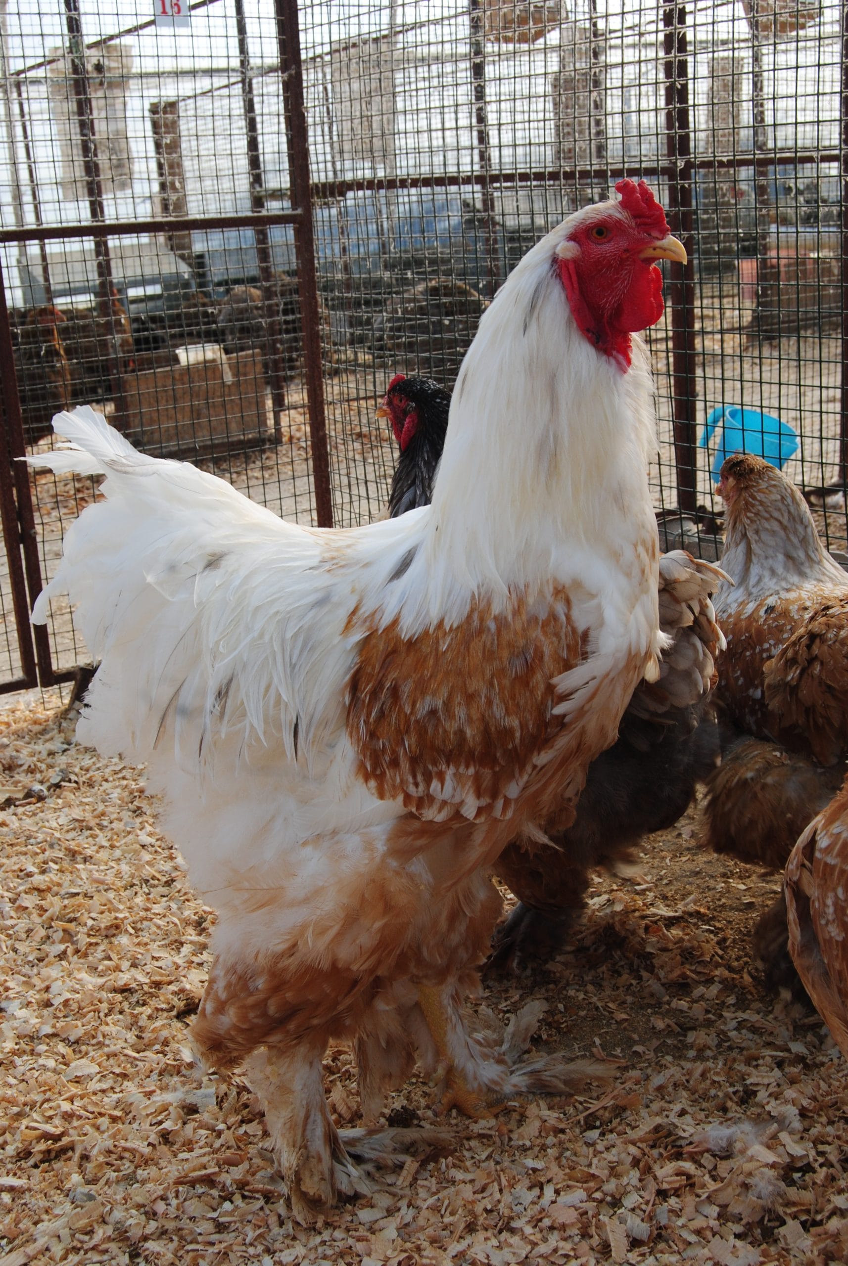 Porselen Brahma Kuluçkalık Yumurta