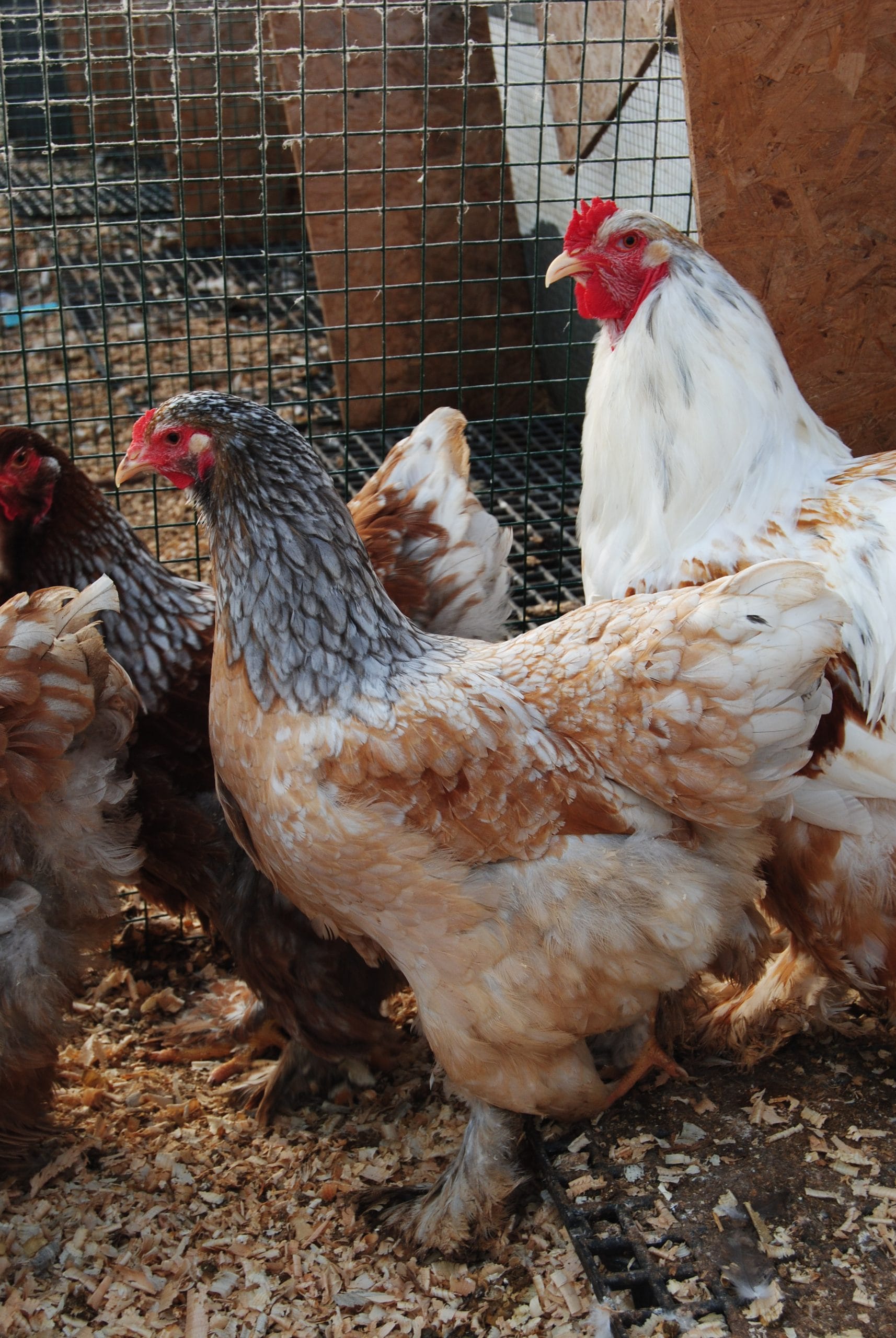 Porselen Brahma Kuluçkalık Yumurta