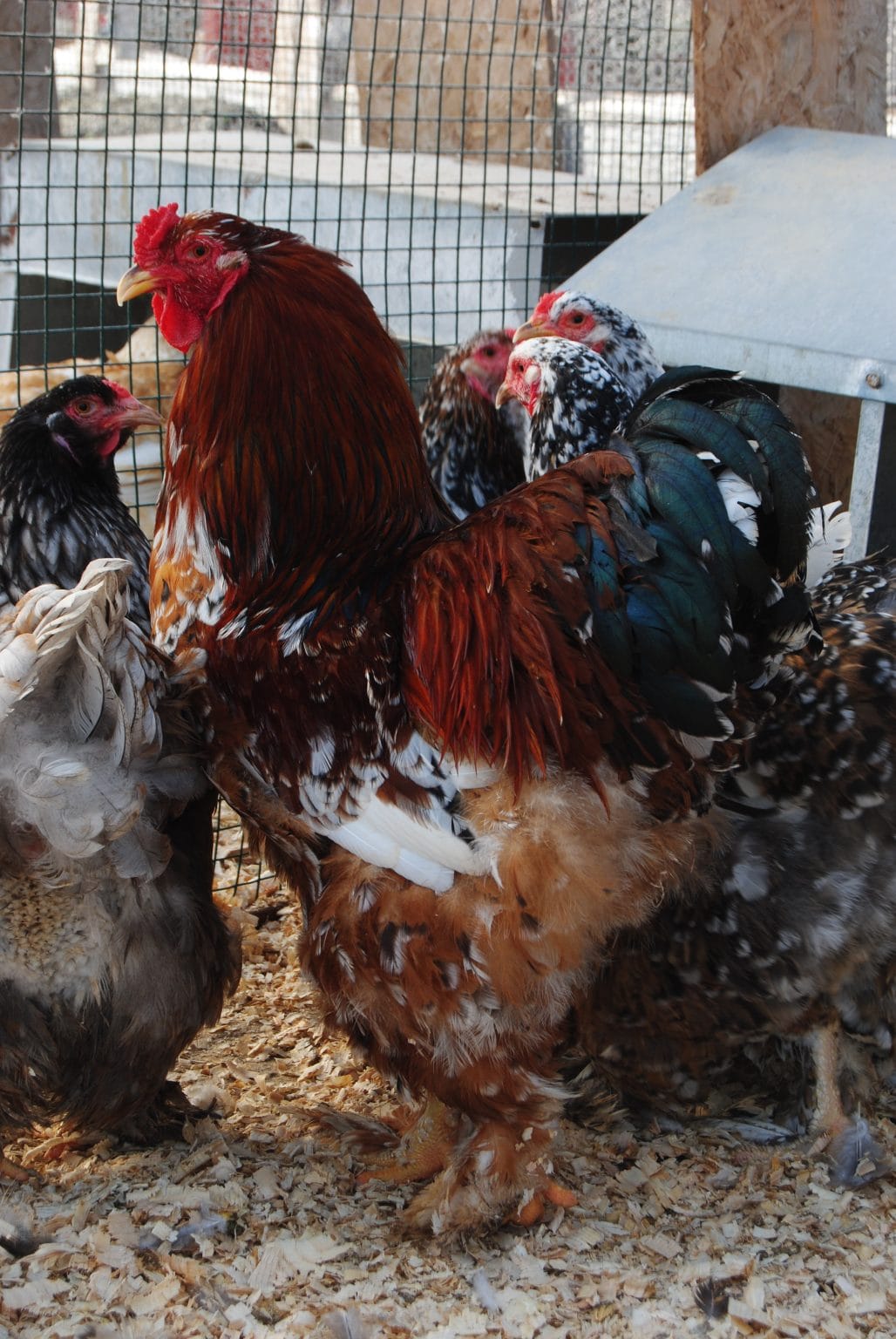 Porselen Brahma Kuluçkalık Yumurta