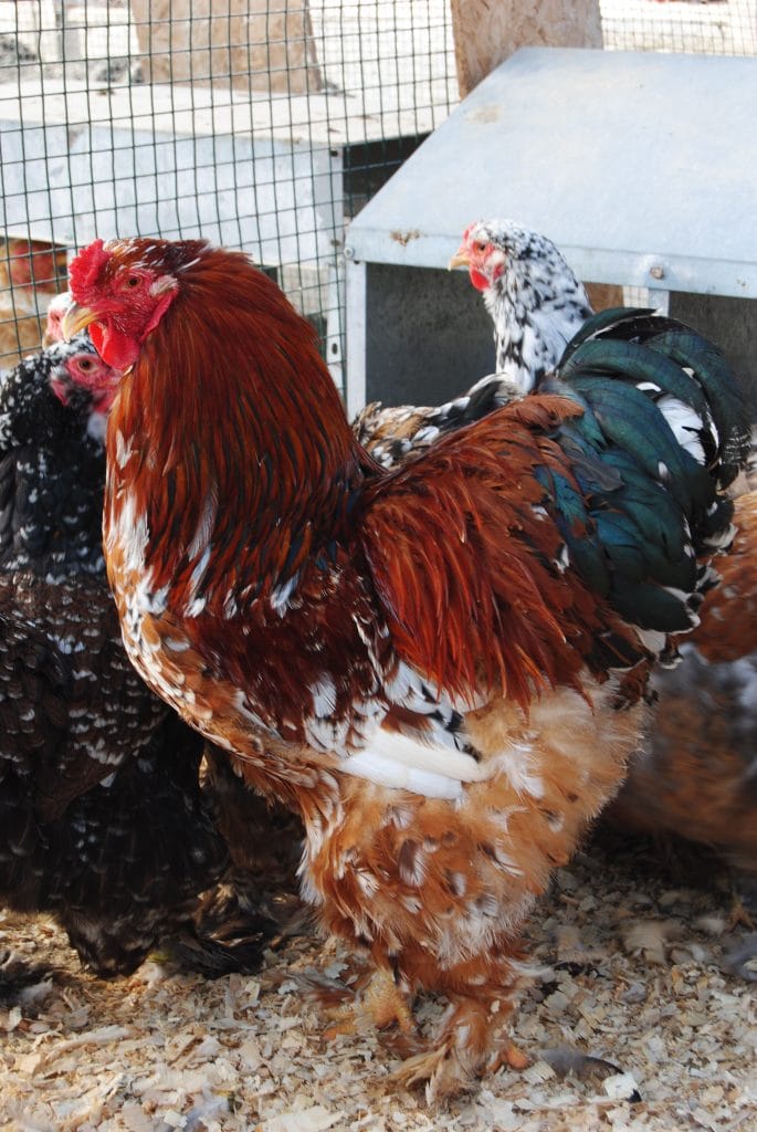 Porselen Brahma Kuluçkalık Yumurta