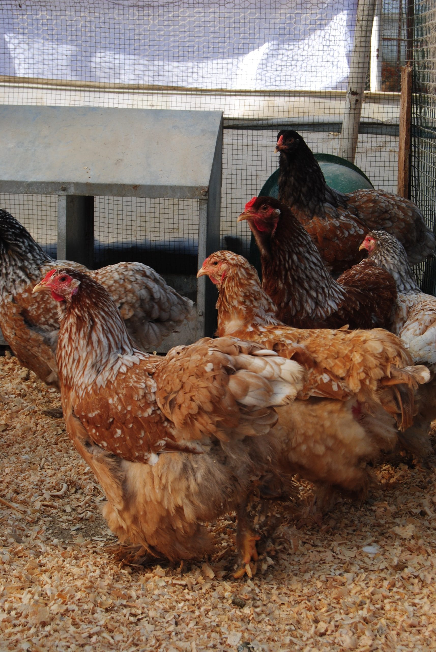 Porselen Brahma Kuluçkalık Yumurta