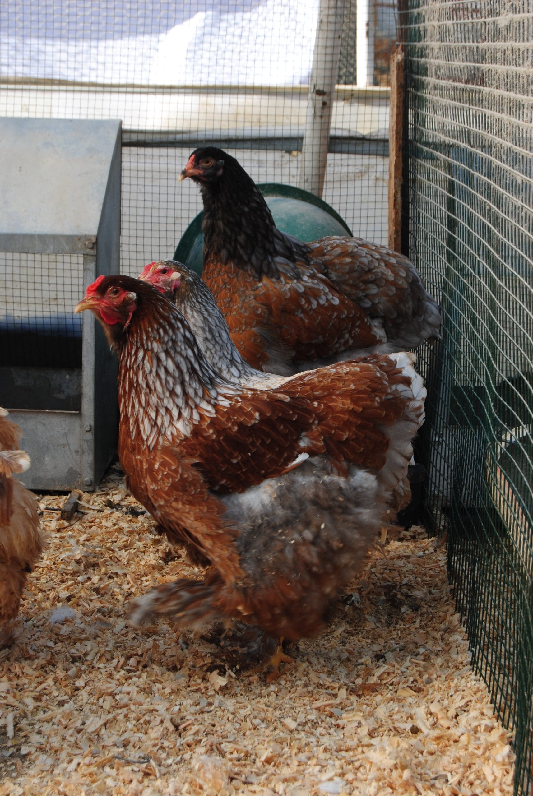 Porselen Brahma Kuluçkalık Yumurta