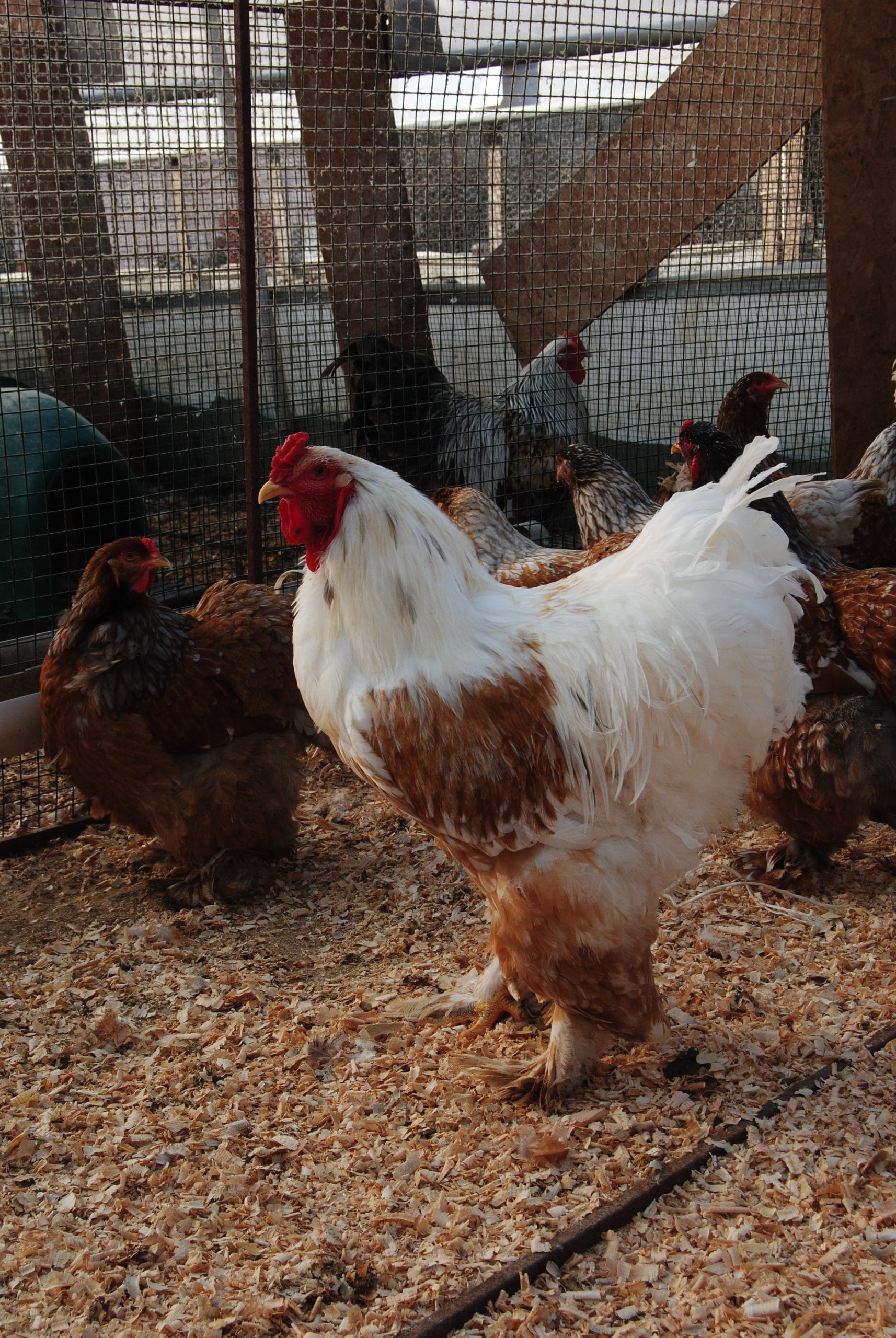 Porselen Brahma Kuluçkalık Yumurta