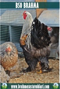 Bso Brahma Kuluçkalık Yumurta