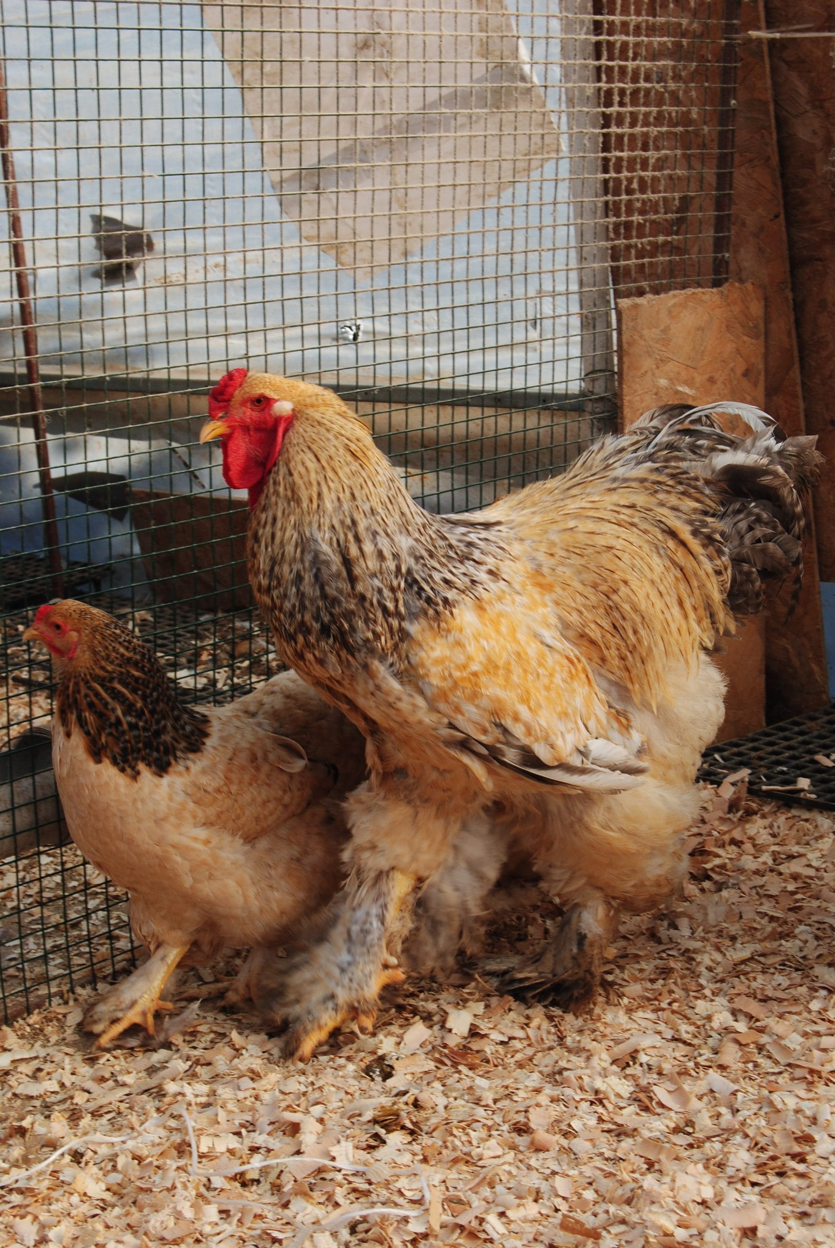 Buff Barret Brahma Kuluçkalık Yumurta