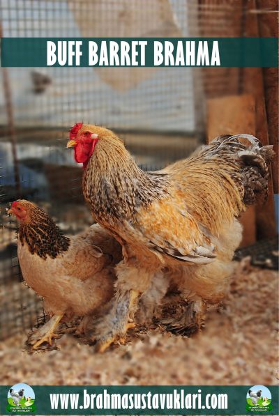 BUFF BARRET BRAHMA 2025 (1)