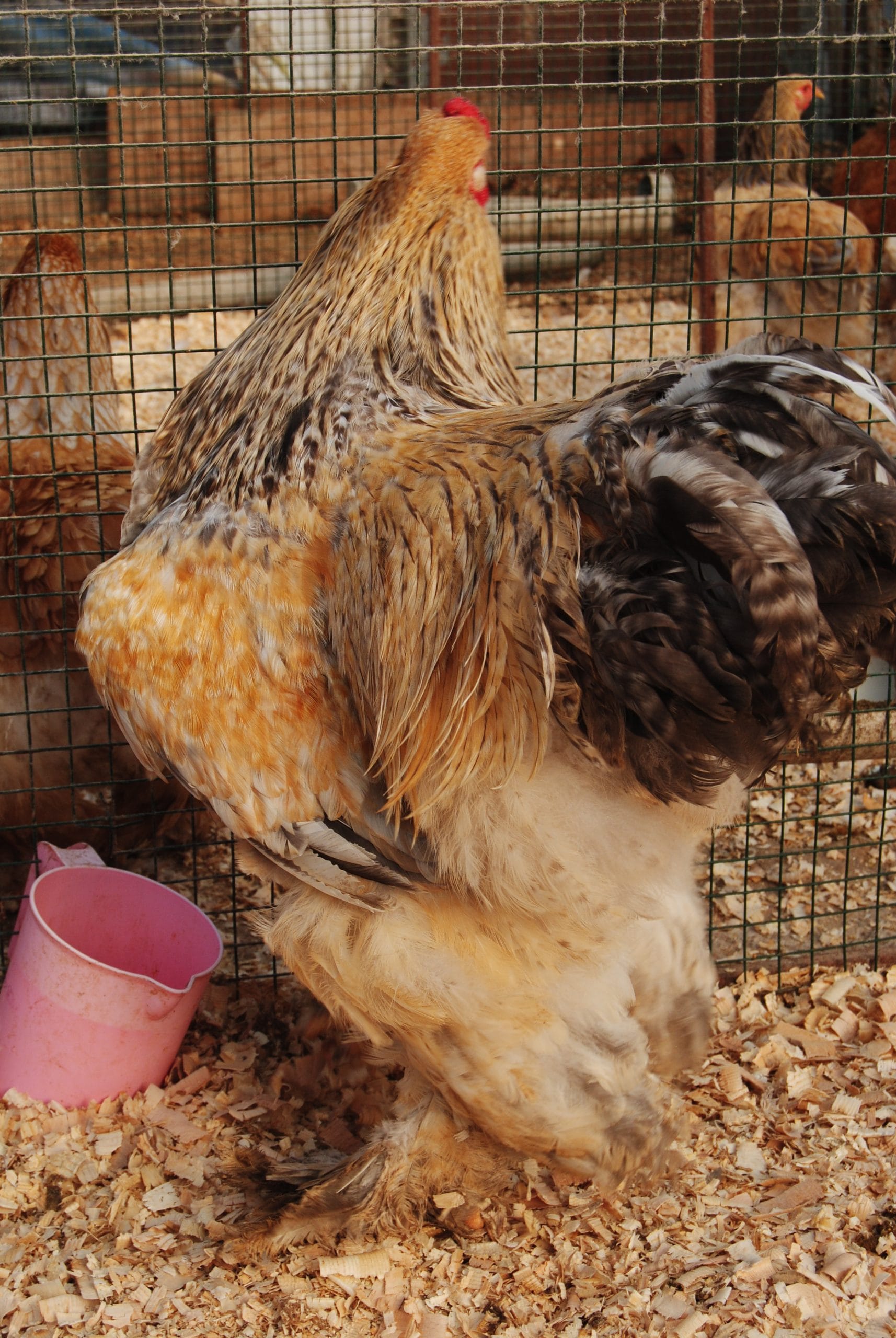 Buff Barret Brahma Kuluçkalık Yumurta