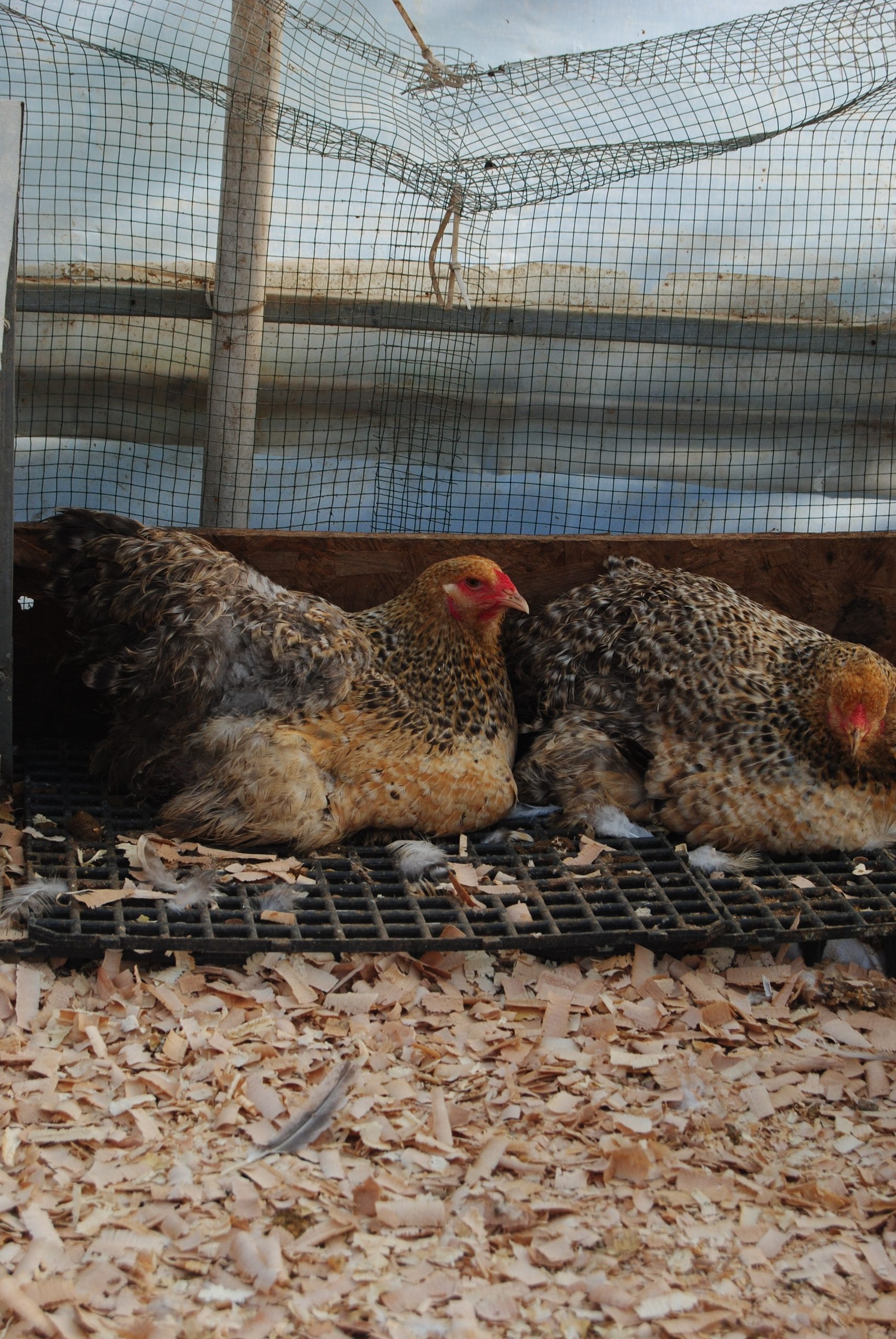 Buff Barret Brahma Kuluçkalık Yumurta