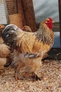 Buff Barret Brahma Kuluçkalık Yumurta