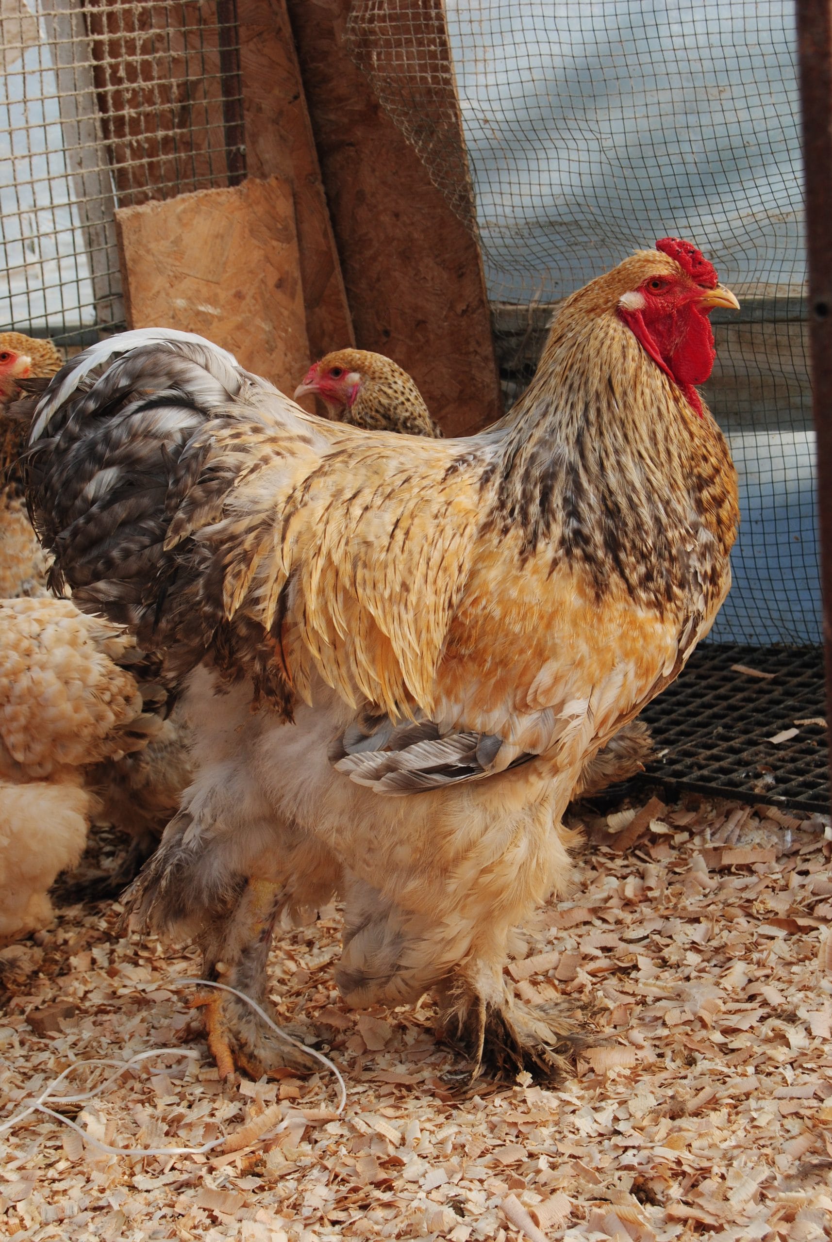 Buff Barret Brahma Kuluçkalık Yumurta