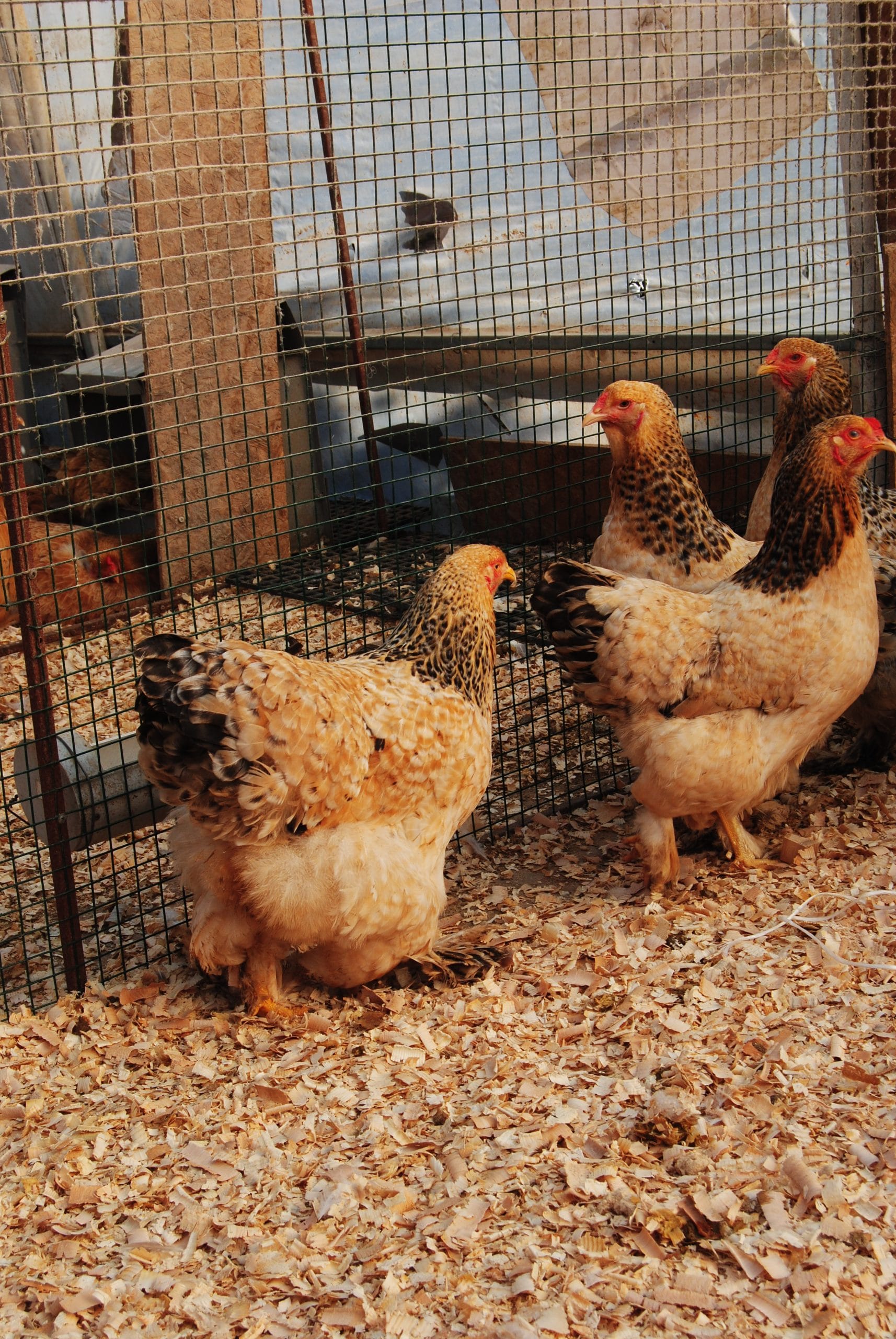 Buff Barret Brahma Kuluçkalık Yumurta