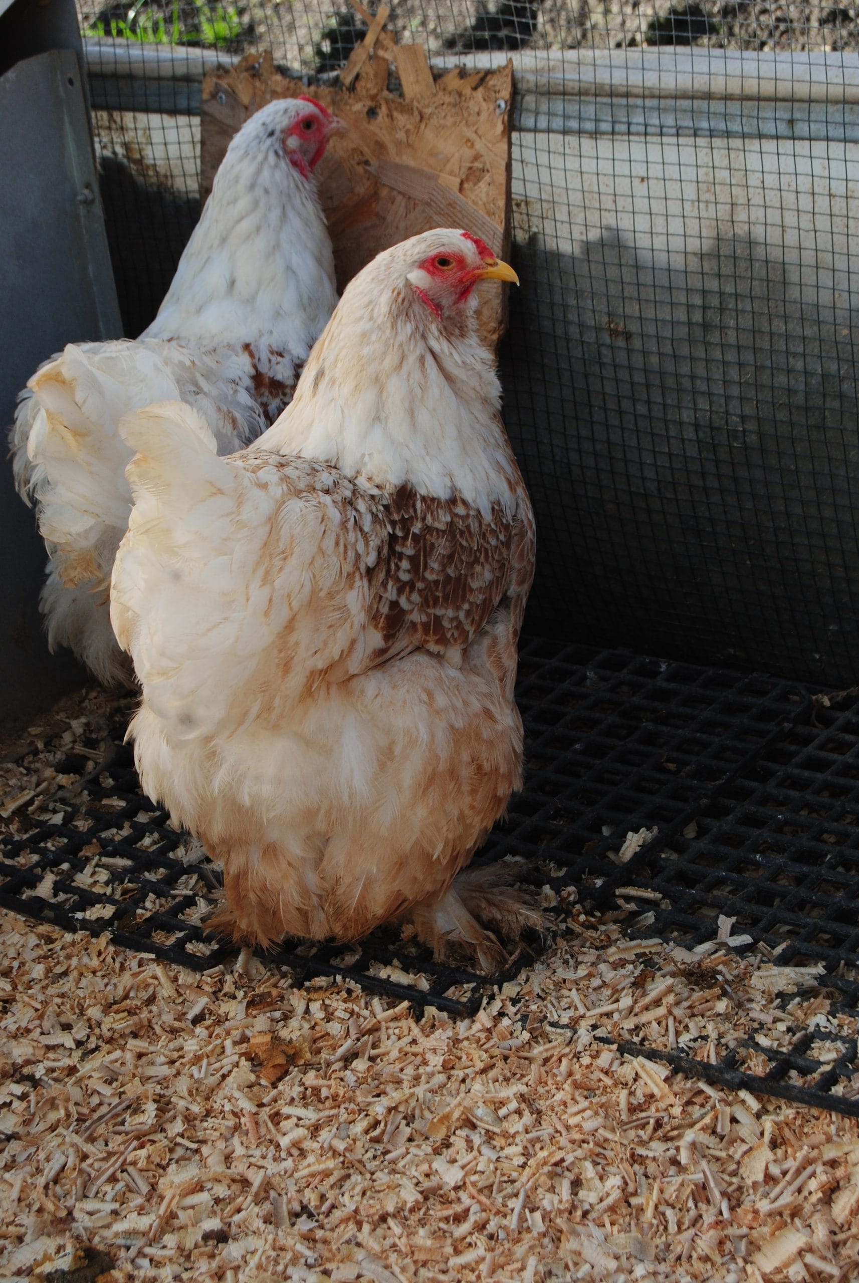 Buff Laced Brahma Kuluçkalık Yumurta