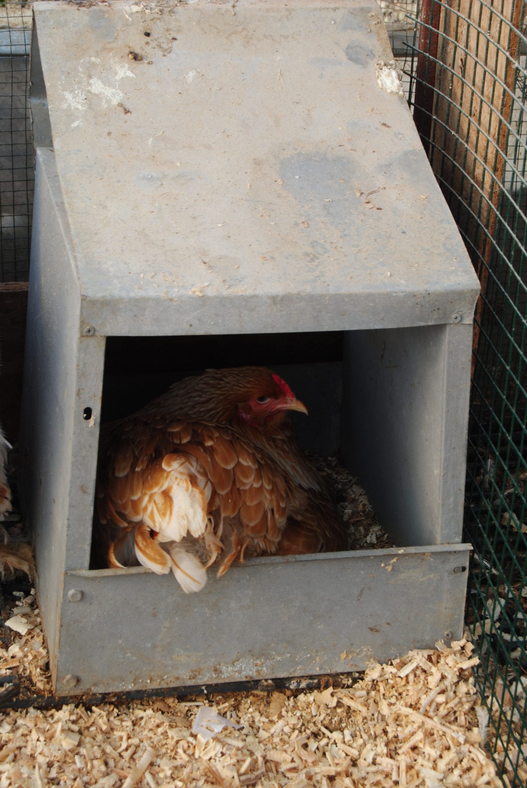 Buff Brahma Kuluçkalık Yumurta