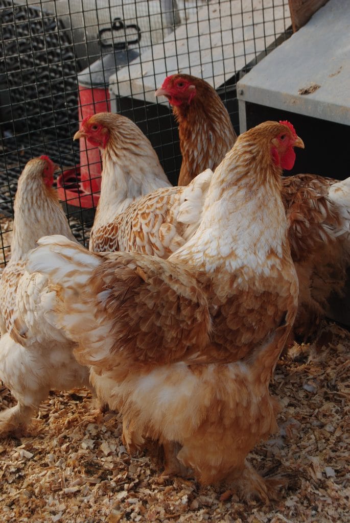 Buff Laced Brahma Kuluçkalık Yumurta