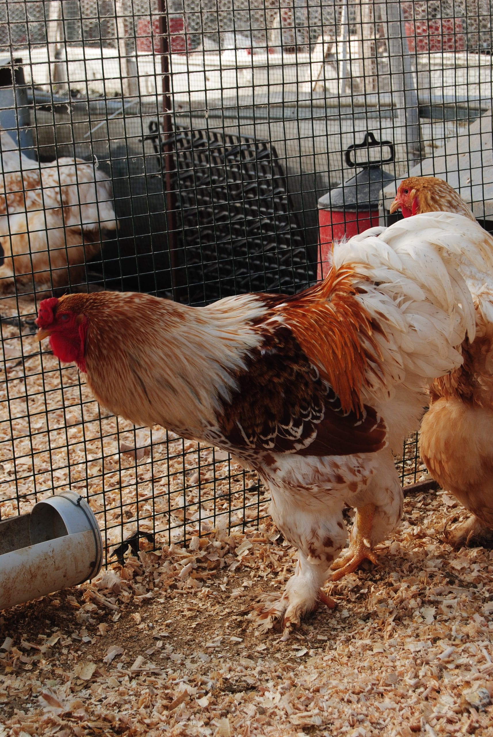 Buff Laced Brahma Kuluçkalık Yumurta