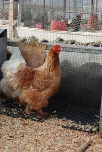 Buff Laced Brahma Kuluçkalık Yumurta