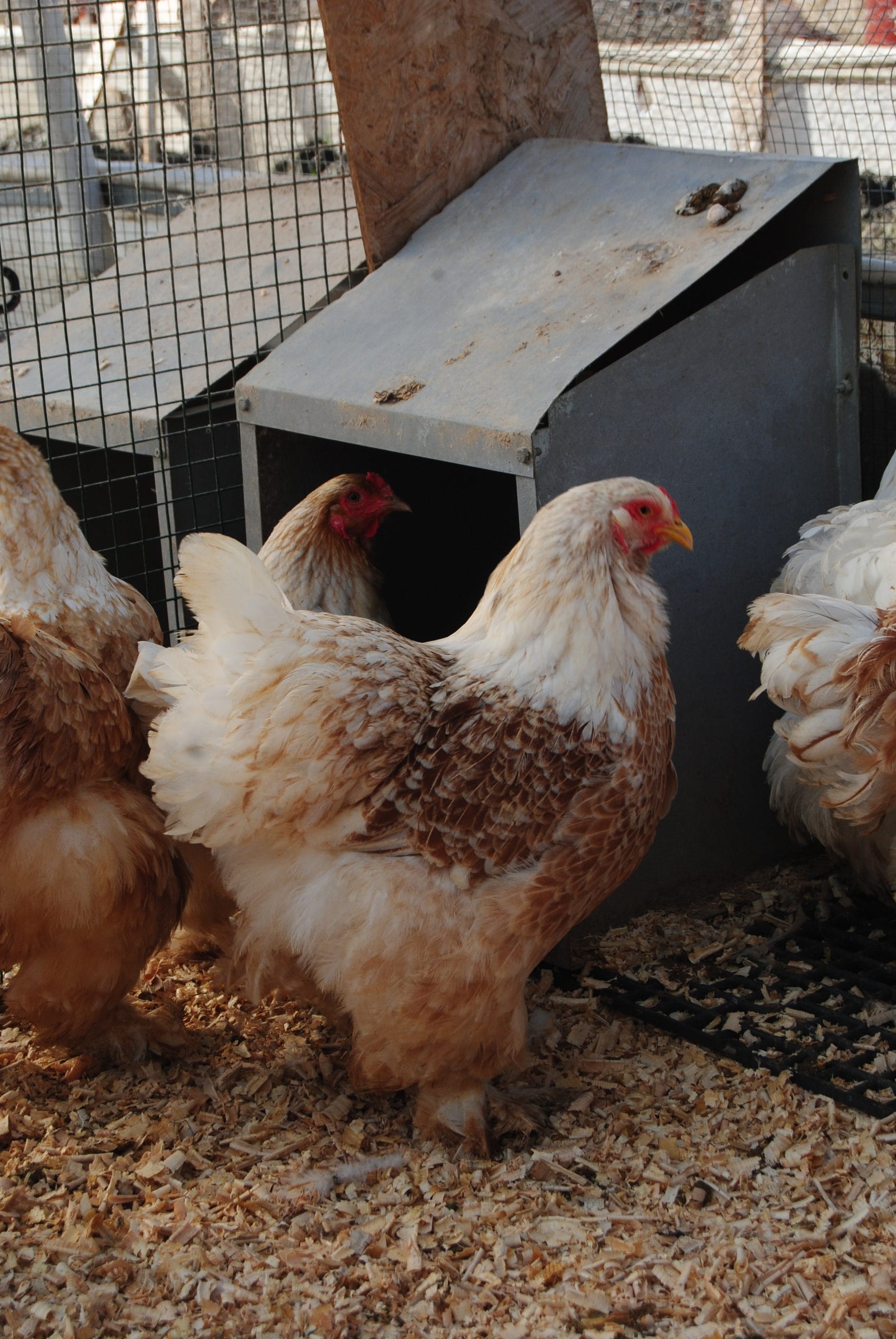 Buff Brahma Kuluçkalık Yumurta