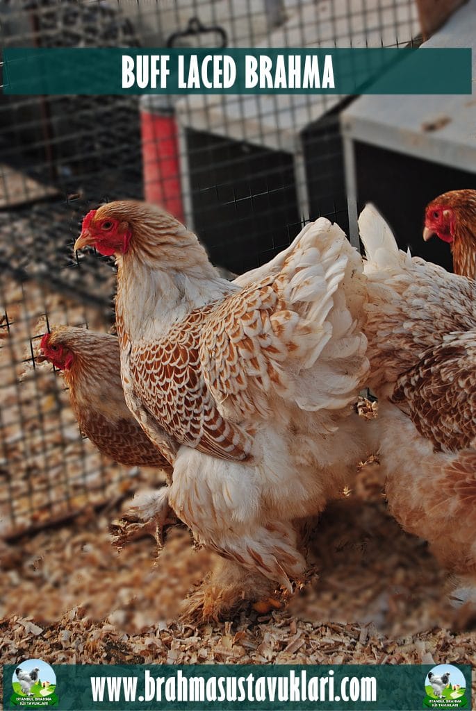 Buff Laced Brahma Kuluçkalık Yumurta